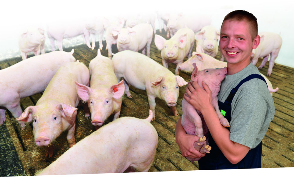 Grüne Berufe Schweinebauer Grüne Berufe Schweinebauer