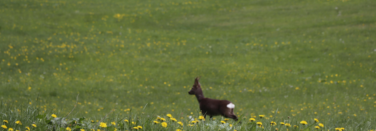 Symbolbild_designtrio-meadow-5343529