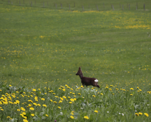 Symbolbild_designtrio-meadow-5343529