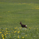 Symbolbild_designtrio-meadow-5343529