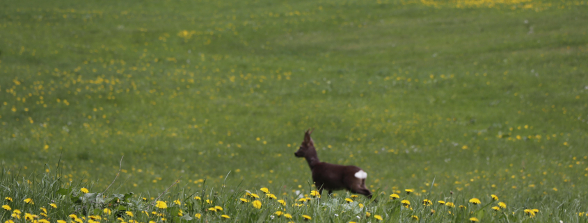 Symbolbild_designtrio-meadow-5343529