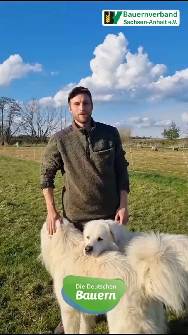 Schäfer @pipapohst geht es um den Schutz seiner Tiere. Gute Weidesysteme sind dafür wichtig, aber auch eine schnellere Entnahme von Problemwölfen.
#landwirtschaft #schafe #schafherde #wolf #herdenschutzhund #sachsenanhalt